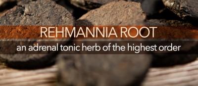 Rehmannia: An Adrenal Tonic Herb of the Highest Order