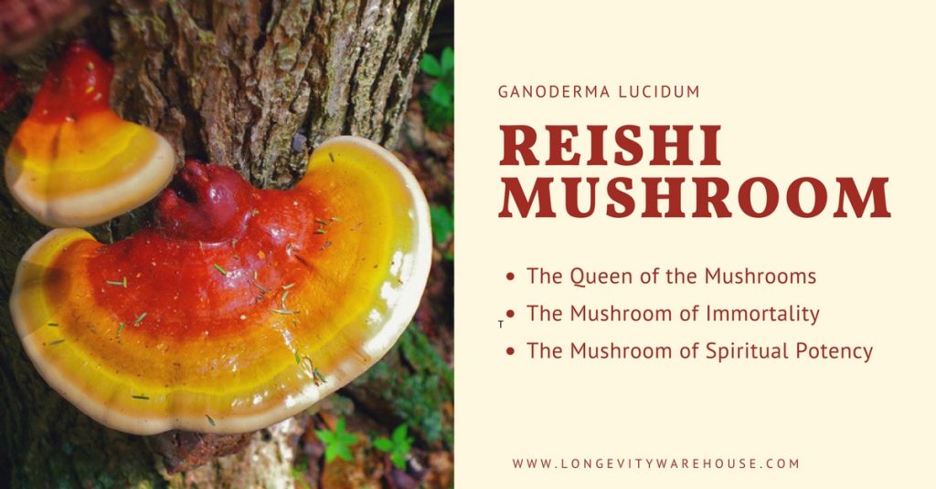 Reishi Mushroom Names throughout History
