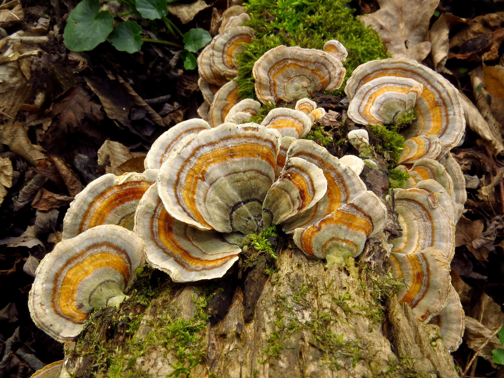 Turkey Tail Mushrooms: The Benefits & Uses