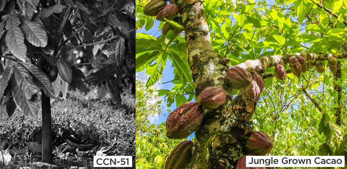 CCN-51 versus jungle grown cacao