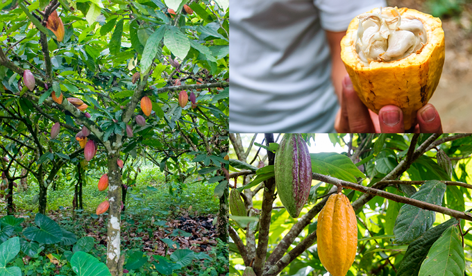 Heirloom cacao plants